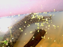 Tentacle Snakes