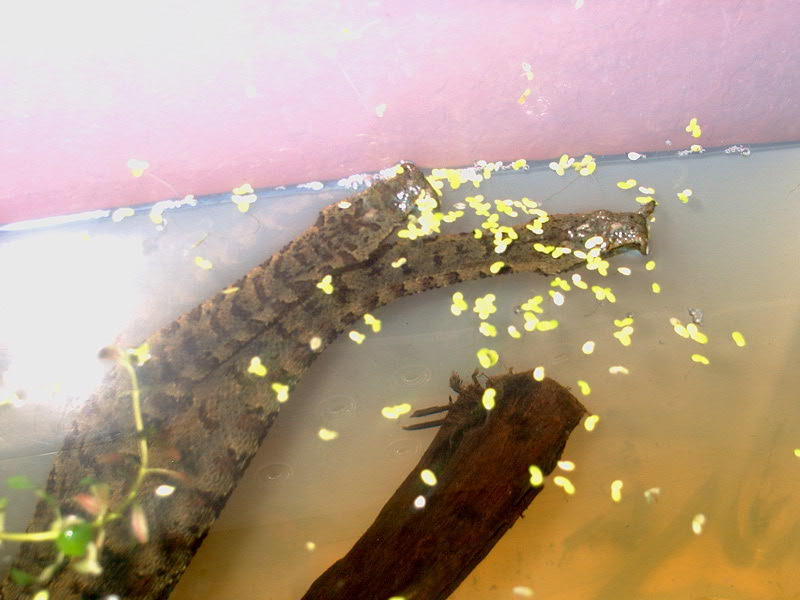 Tentacle Snakes