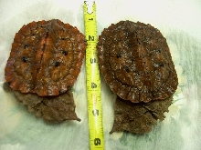 Baby Matamatas...