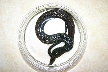 tentacle snake (mottled)