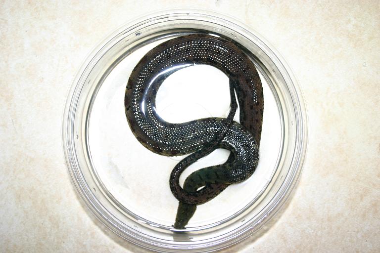 tentacle snake (mottled)