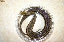 tentacle snake (striped)