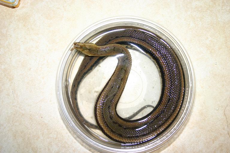 tentacle snake (striped)