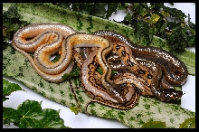 Retic Pile