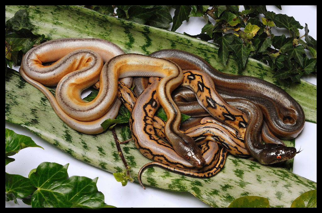 Retic Pile
