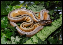 Single Retic