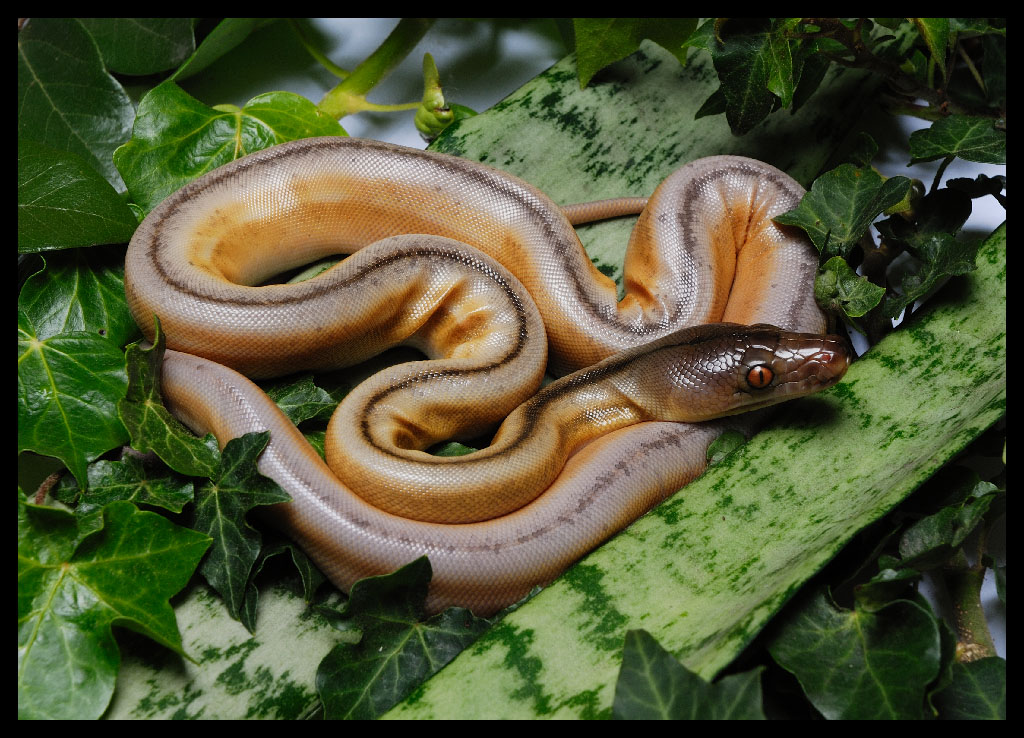 Single Retic