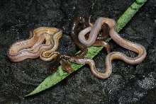 Brewer Retics