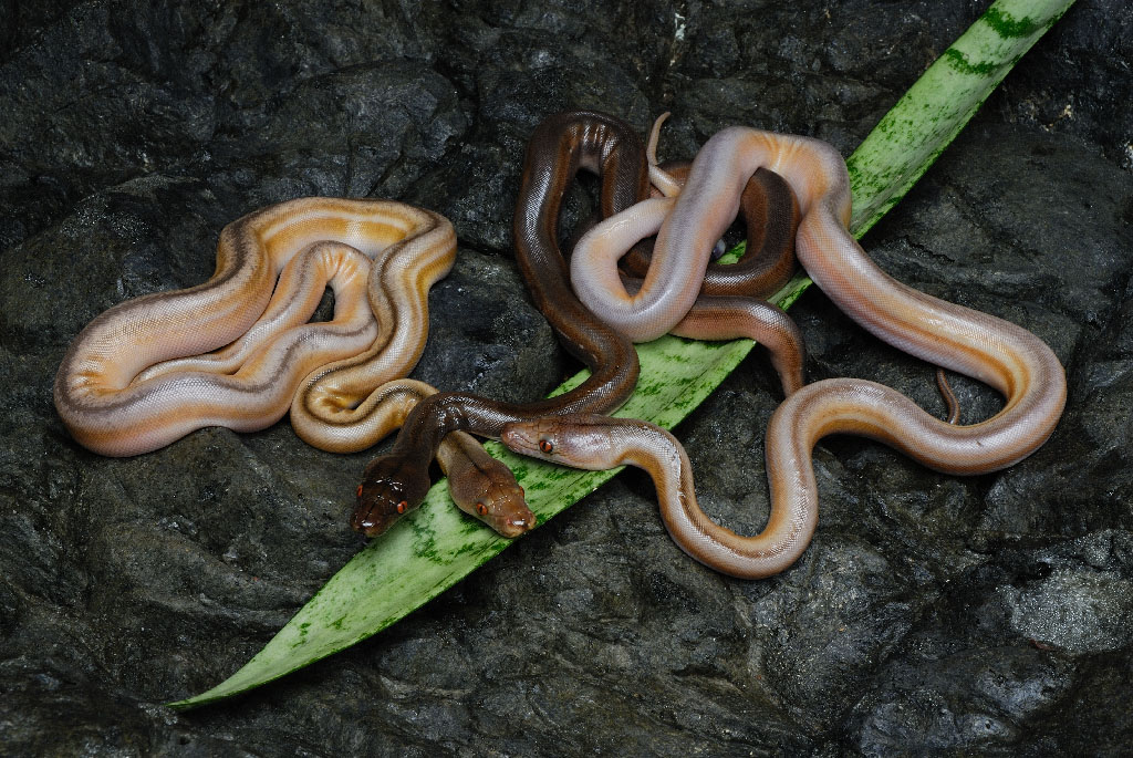Brewer Retics