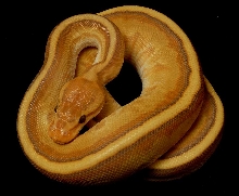 Striped Carmel Albino Ball