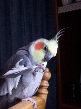 SweetPea with Feather