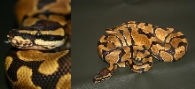 enchi