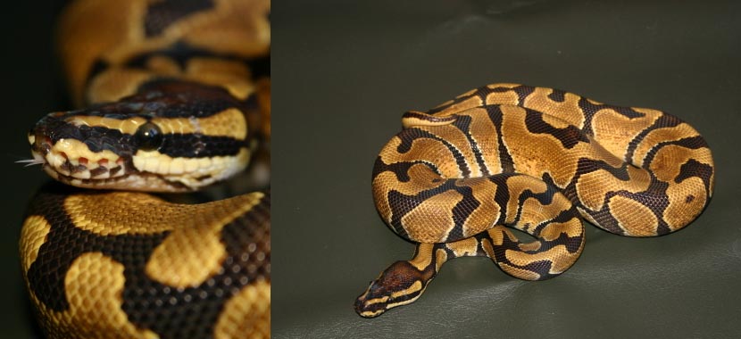 enchi