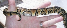 Unknown regius