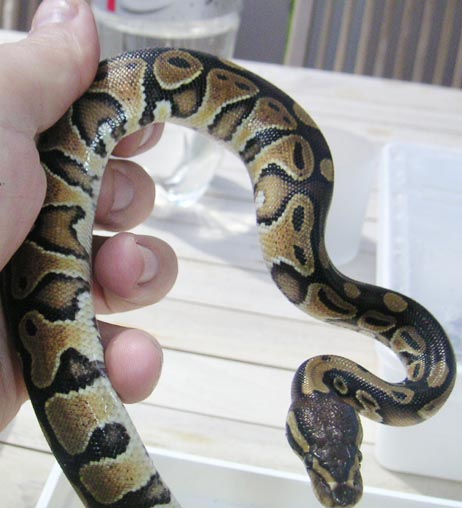 Unknown Ball