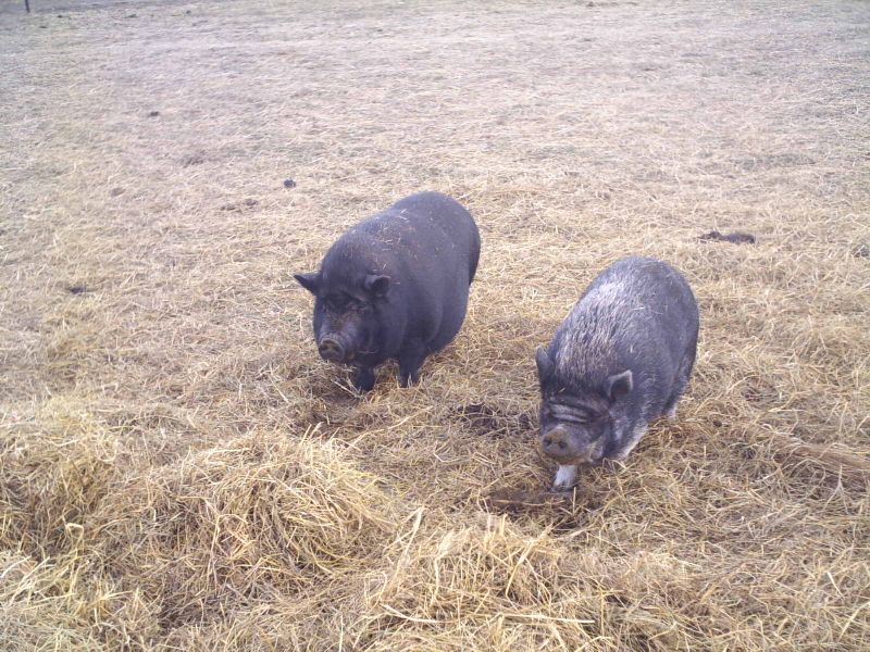Patty Rose (Rosie) & Lucy