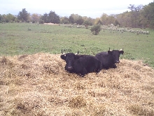 Irish Dexter Cows
