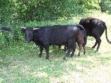 New Herd Sire