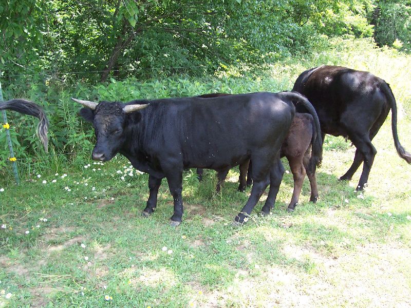 New Herd Sire