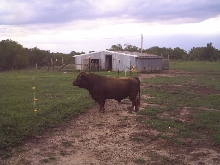 Irish Dexter Bull