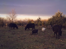 Dexter cows and pygmy goats