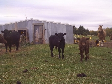 Irish Dexter Calves