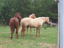 The new girls....