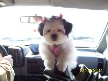 JuJu's first grooming