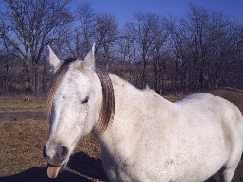 Horseberries!