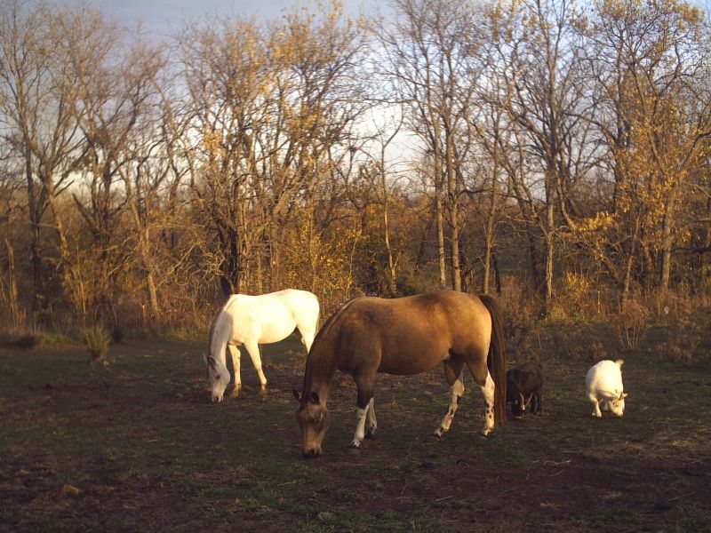 Horses and goats