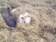 Peek-a-Pig!