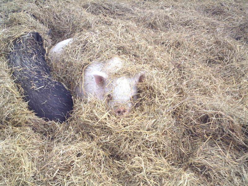 Peek-a-Pig!