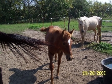 Sizzle 5 mos old