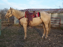 Sunny gets saddled