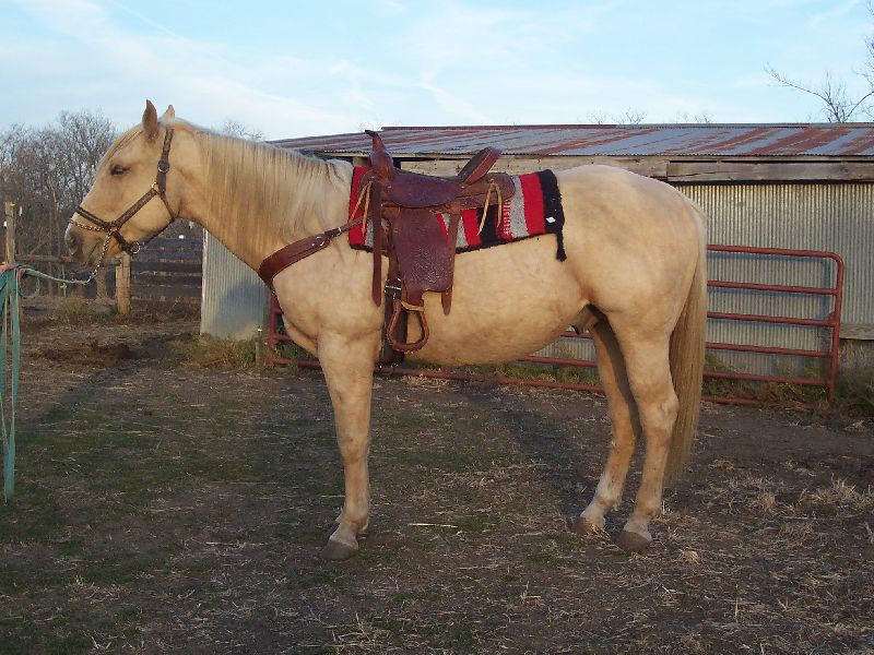 Sunny gets saddled
