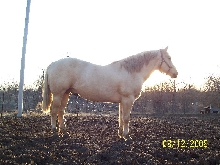 Sunny at sunset
