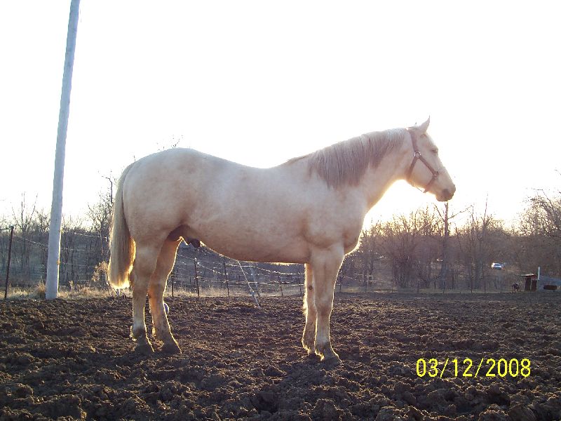 Sunny at sunset