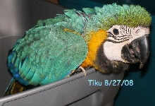 Tiku