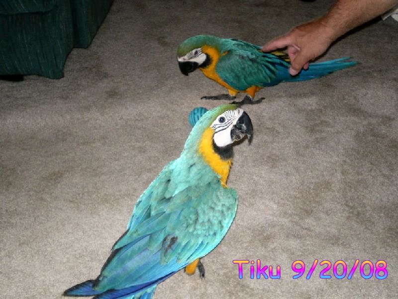 another pic of Tiku