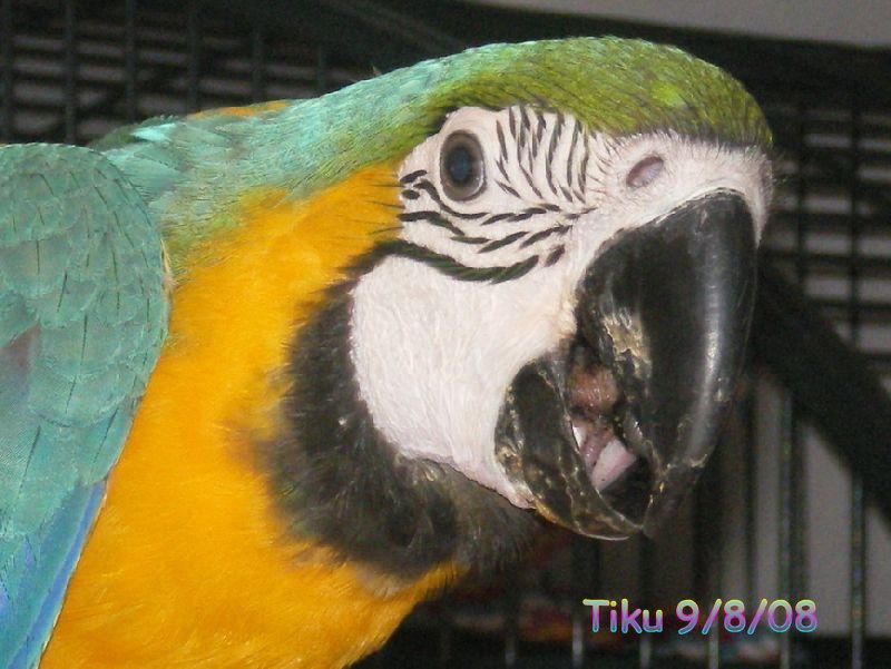 Tiku's pretty face