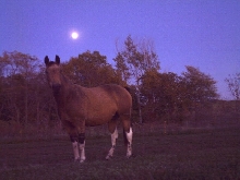 Moon over my horsie