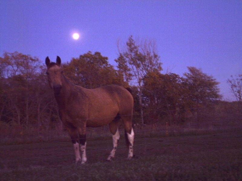 Moon over my horsie