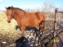 Zip 90 days from foaling date