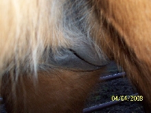 Zip's udder 24 days to foal