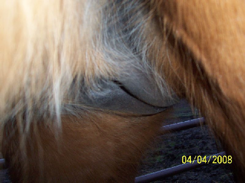 Zip's udder 24 days to foal
