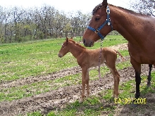 Zip's filly