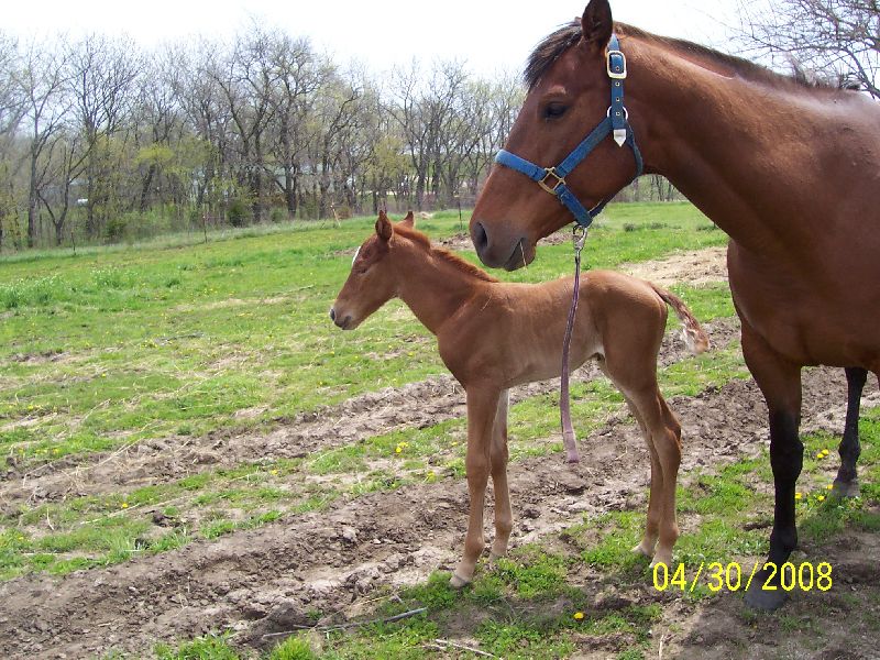 Zip's filly