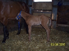 Zip's filly at 5 days
