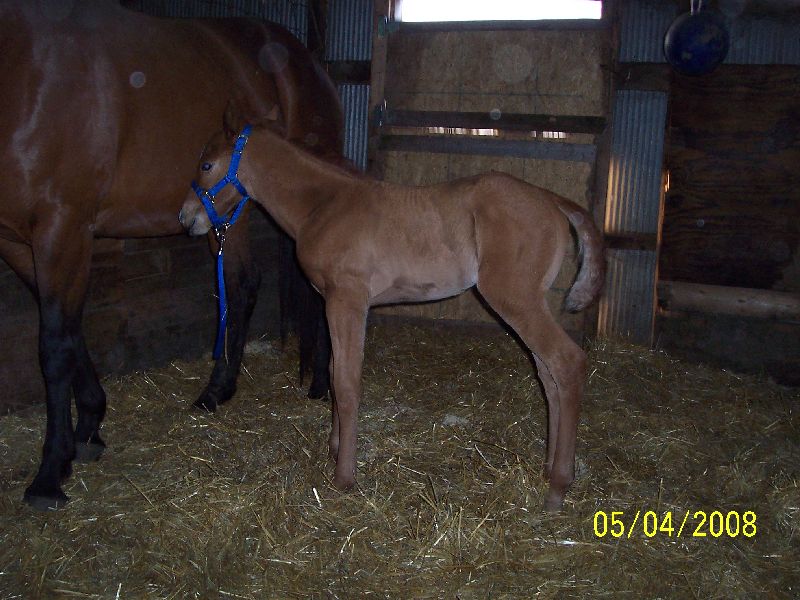 Zip's filly at 5 days