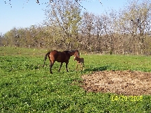 IT'S A FILLY!!!!